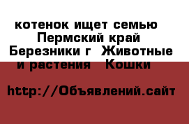 котенок ищет семью - Пермский край, Березники г. Животные и растения » Кошки   